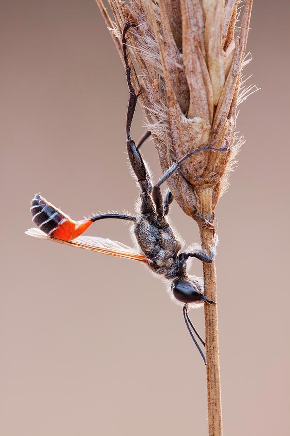 Sphecid Wasp Photograph by Heath Mcdonald/science Photo Library