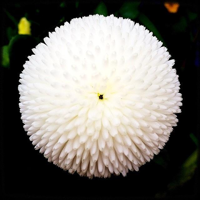 Flowers Still Life Photograph - Sphere You Go. #instagood #picoftheday by Kevin Smith