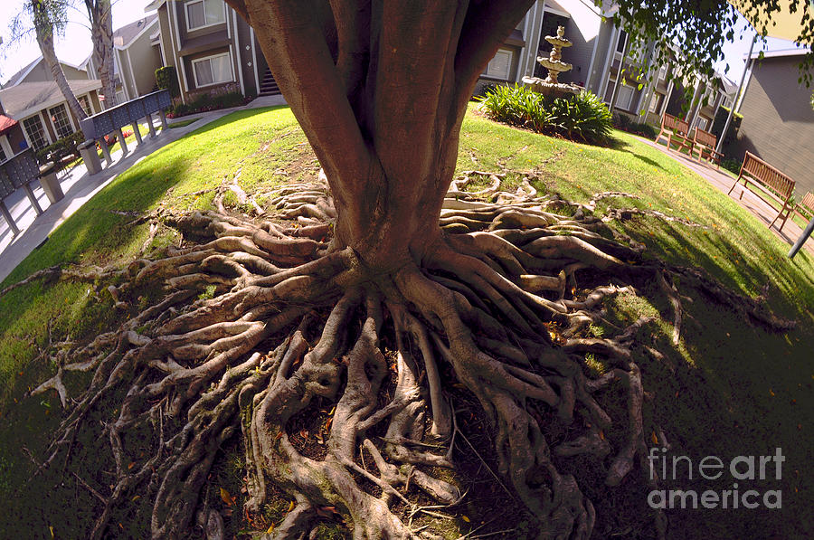 Spherical Rooting Photograph by Clayton Bruster