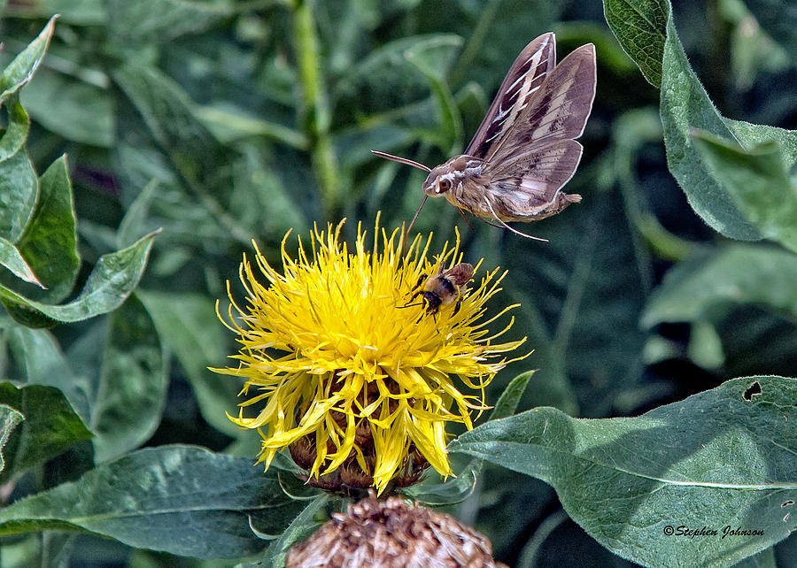 Sphinx Hummingbird Moth  Photograph by Stephen Johnson