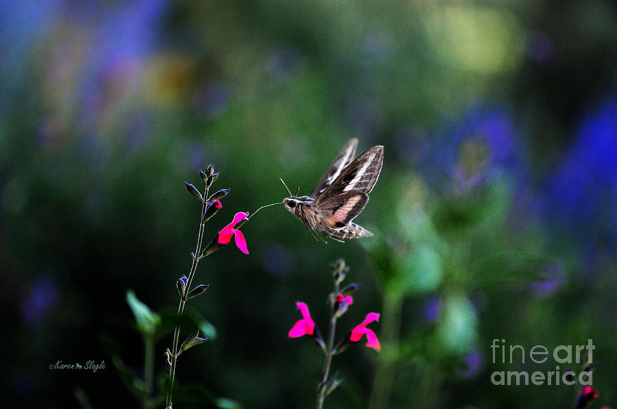 Sphinx Moth and Summer Flowers Photograph by Karen Slagle