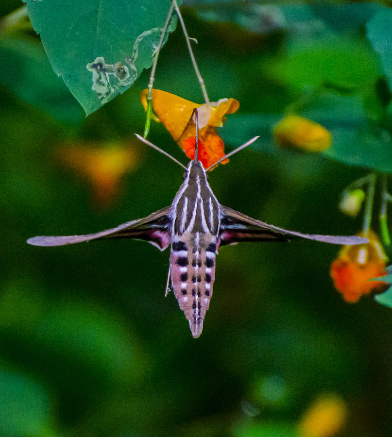 Sphinx Moth Number 4 Photograph