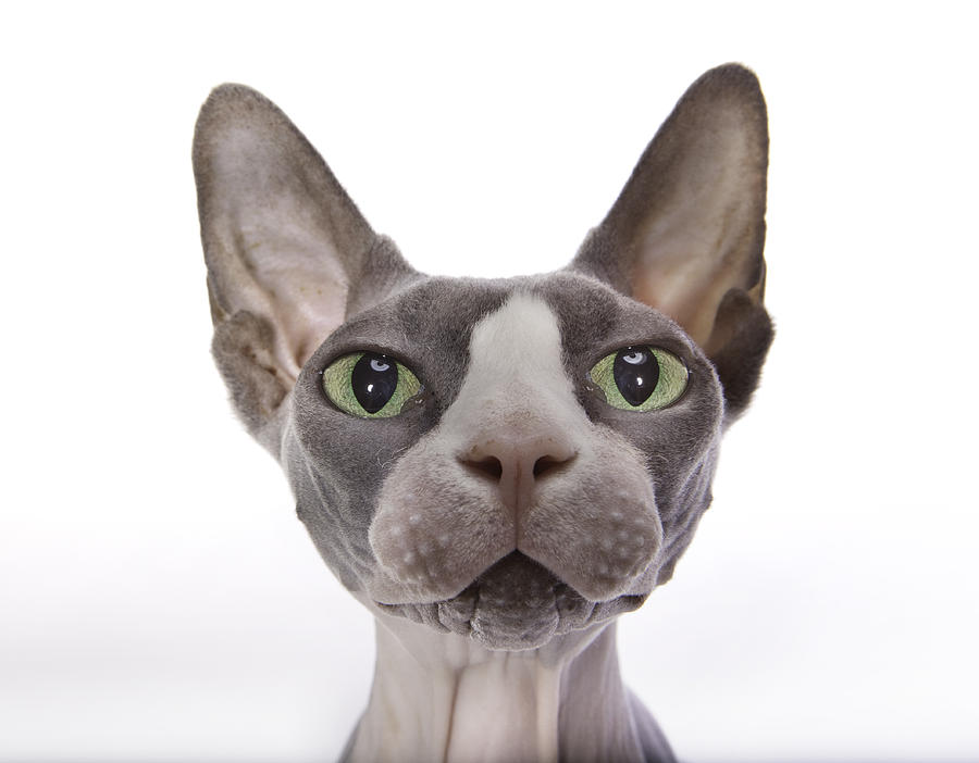 Sphynx Cat Photograph by HollenderX2