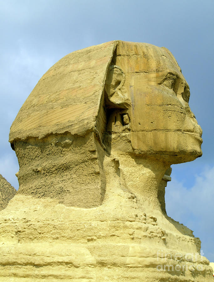 Sphynx Head Close Up Photograph by Antony McAulay - Fine Art America