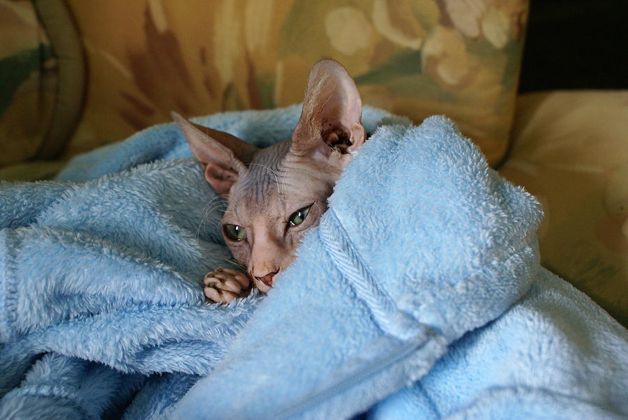 Sphynx in a Blanket Photograph by Robin Raiford