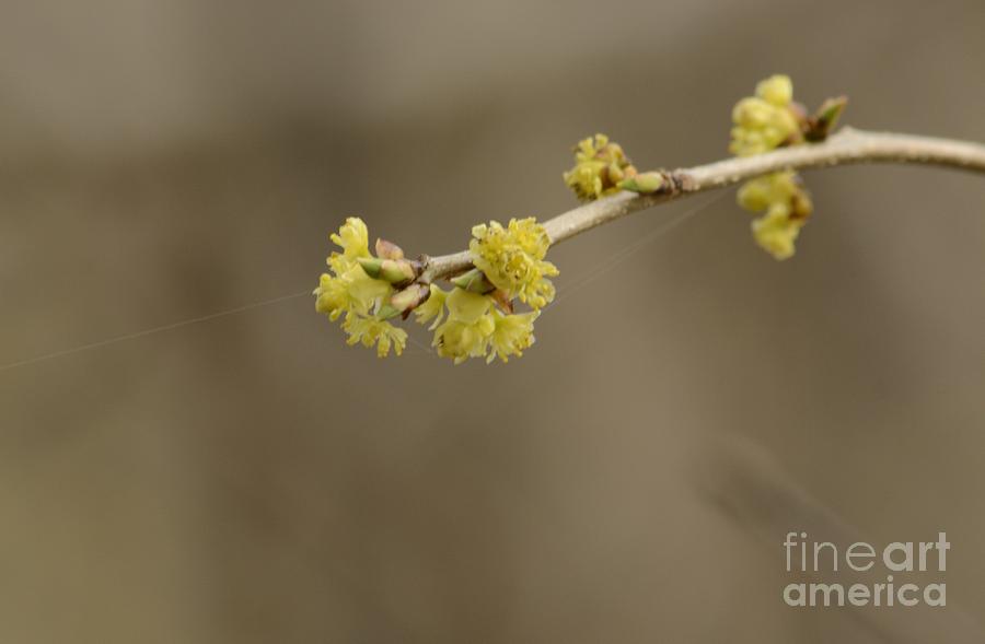 Spicebush Bloom Photograph by Randy Bodkins