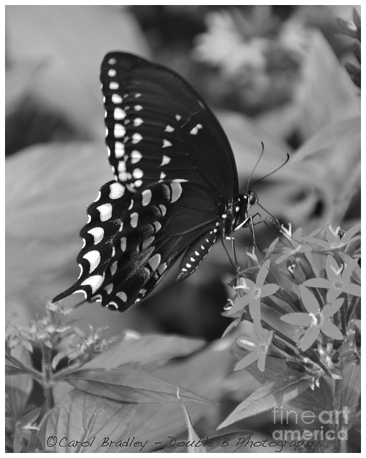 Spicebush Butterfly Photograph by Carol  Bradley