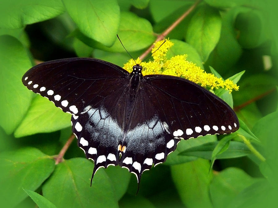 Spicebush Butterfly Photograph by Christina Rollo