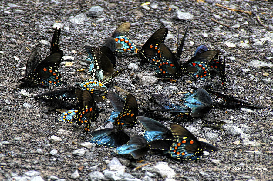 Spicebush Swallowtails puddling Photograph by Barbara Bowen