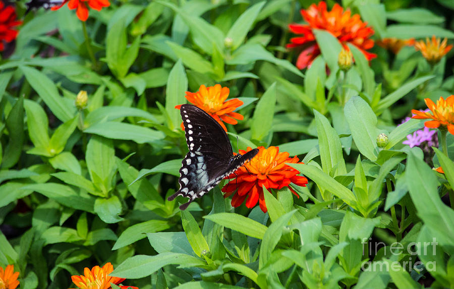 Spicebush Swallowtail Photograph by Angela DeFrias