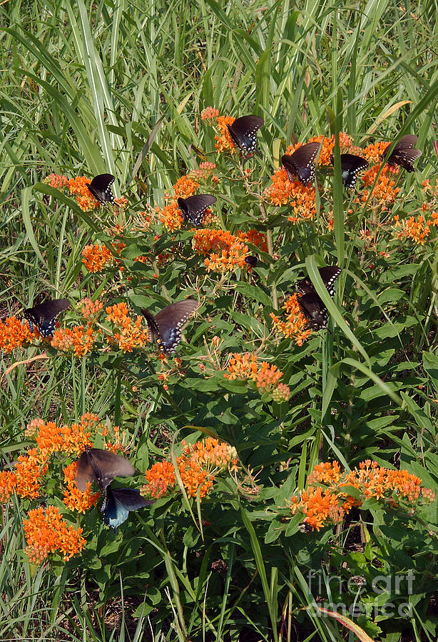 Spicebush Swallowtail Butterflies Photograph by Susan Leavines