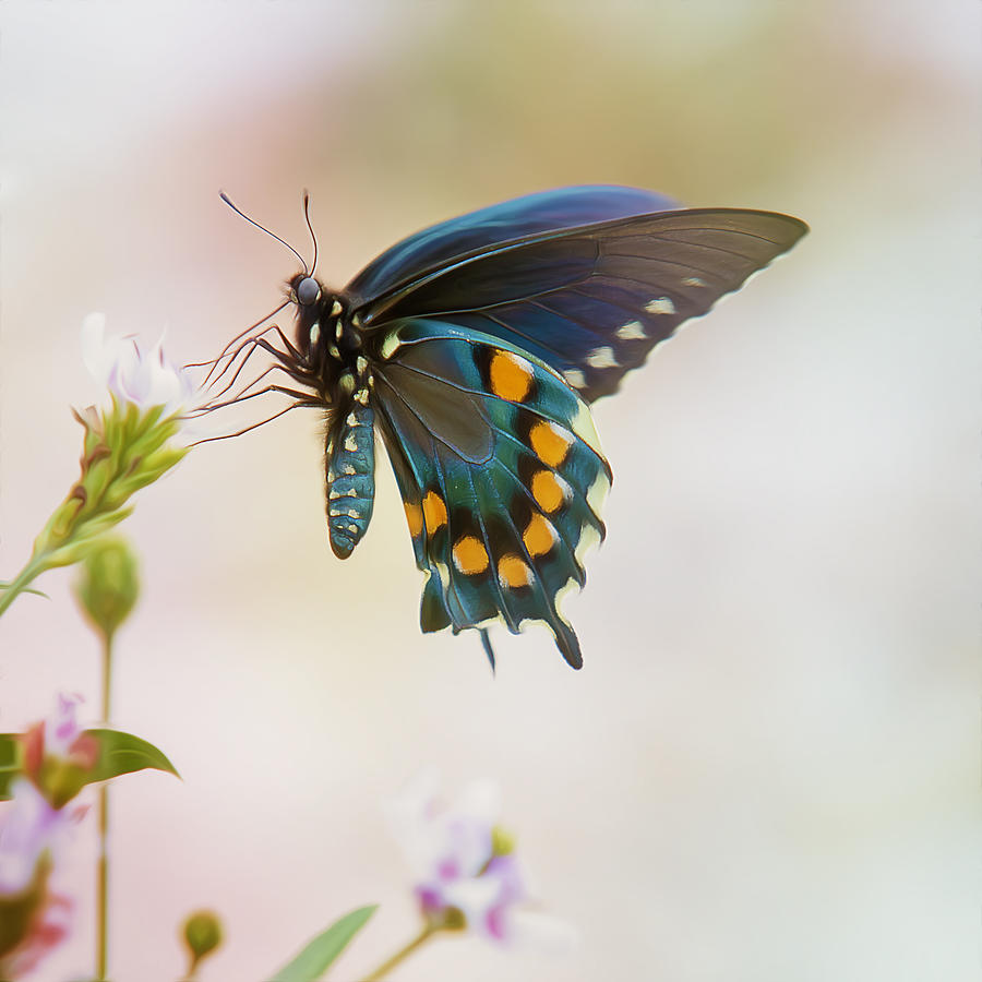 Spicebush Swallowtail Butterfly Photograph by Bill and Linda Tiepelman