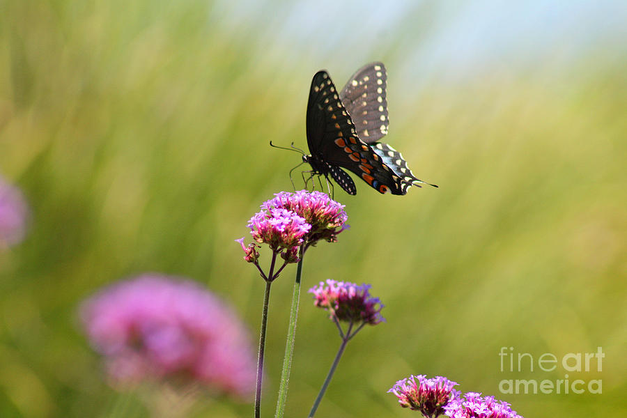 Spicebush Swallowtail Butterfly in Meadow Photograph by Karen Adams