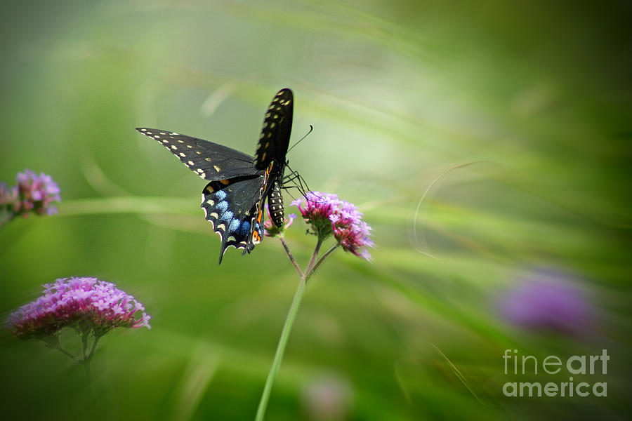 Spicebush Swallowtail Butterfly Photograph by Karen Adams