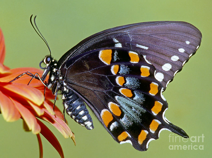 Spicebush Swallowtail Butterfly Photograph by Millard H. Sharp