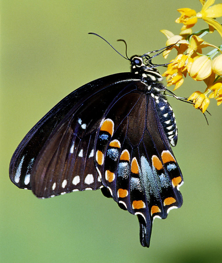 Spicebush Swallowtail Butterfly Photograph by Millard Sharp