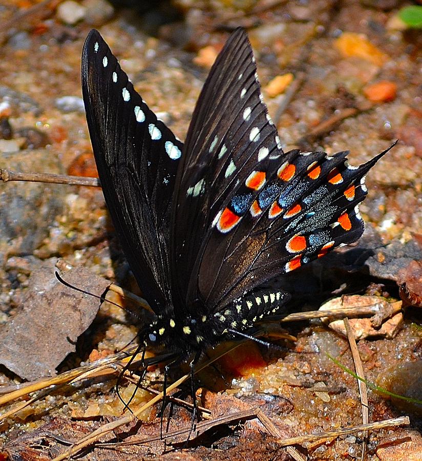 Spicebush Swallowtail Butterfly Preflight Photograph by Tara Potts