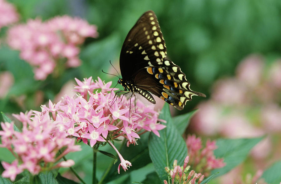 Butterfly Photograph - Spicebush Swallowtail Butterfly by Sally Mccrae Kuyper/science Photo Library