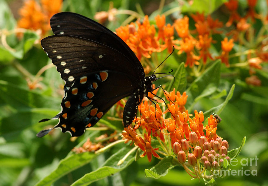 Insects Photograph - Spicebush Swallowtail Butterfly by Susan Leavines