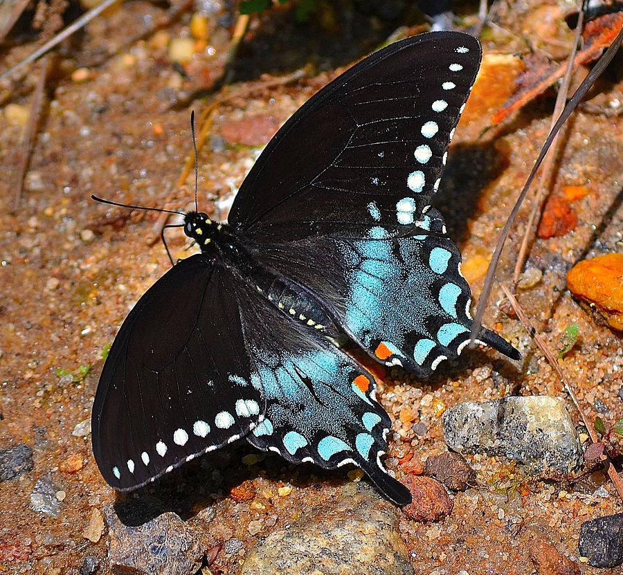 Spicebush Swallowtail Butterfly Photograph by Tara Potts