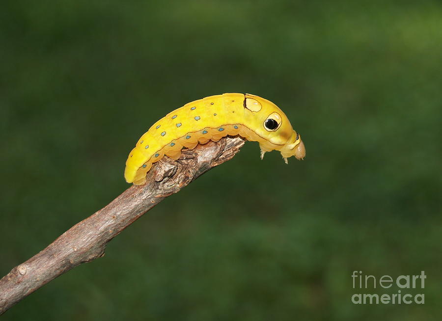 Spicebush Swallowtail Caterpillar in Pennsylvania Photograph by Anna Lisa Yoder
