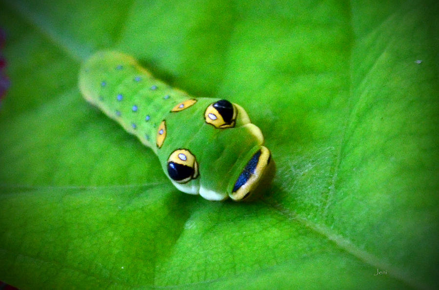 Spicebush Swallowtail Caterpillar Photograph By Jennifer Krantz - Fine 