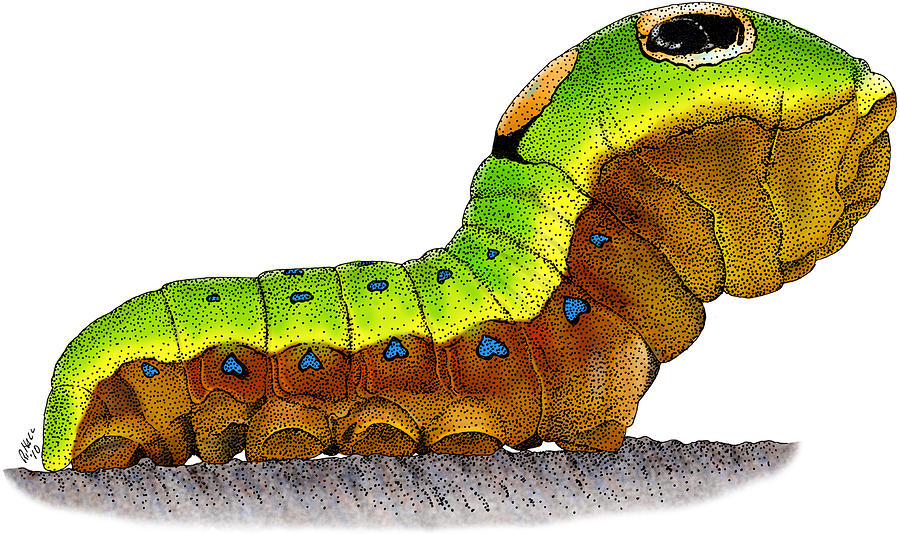 Spicebush Swallowtail Caterpillar Photograph by Roger Hall
