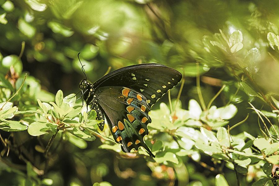 Spicebush Swallowtail Photograph by Constantine Gregory