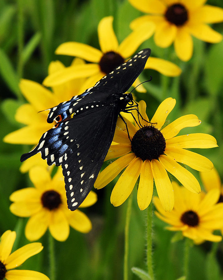 Spicebush Swallowtail Photograph by Dan Myers