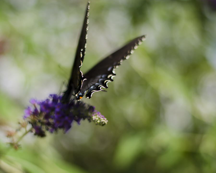 Spicebush Swallowtail Photograph by Heather Applegate