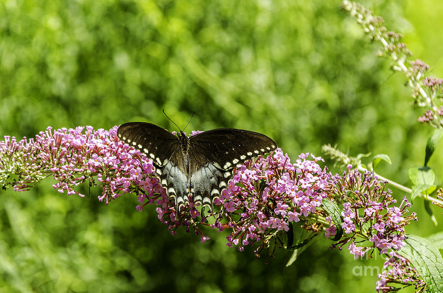 Butterfly Photograph - Spicebush Swallowtail by Mary Carol Story