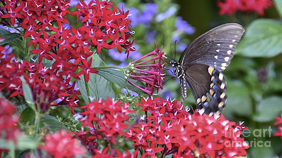 Butterfly Photograph - Spicebush Swallowtail on Red Pentas by Carol  Bradley