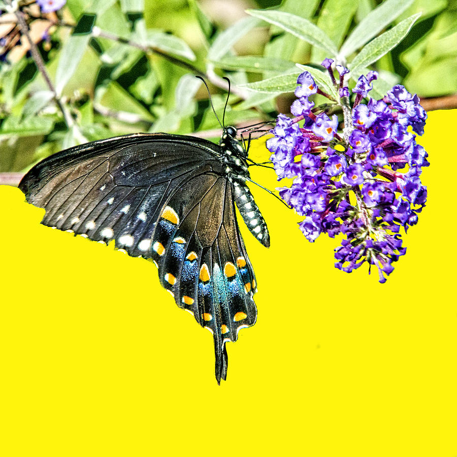 Spicebush Swallowtail On Yellow Photograph by Constantine Gregory