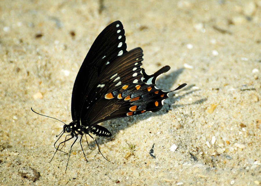 Spicebush Swallowtail Papilio troilus  Photograph by Rebecca Sherman