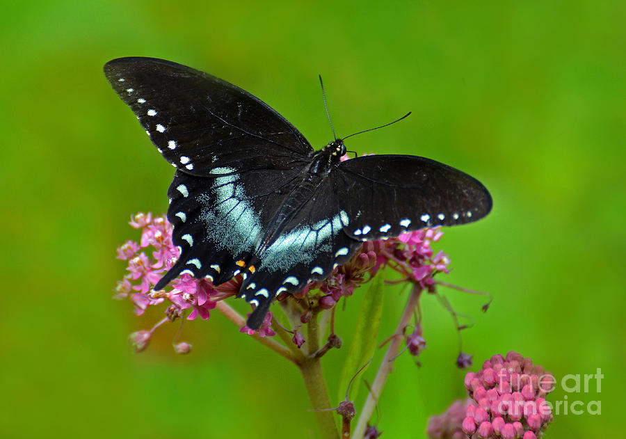 Spicebush Swallowtail Photograph by Rodney Campbell
