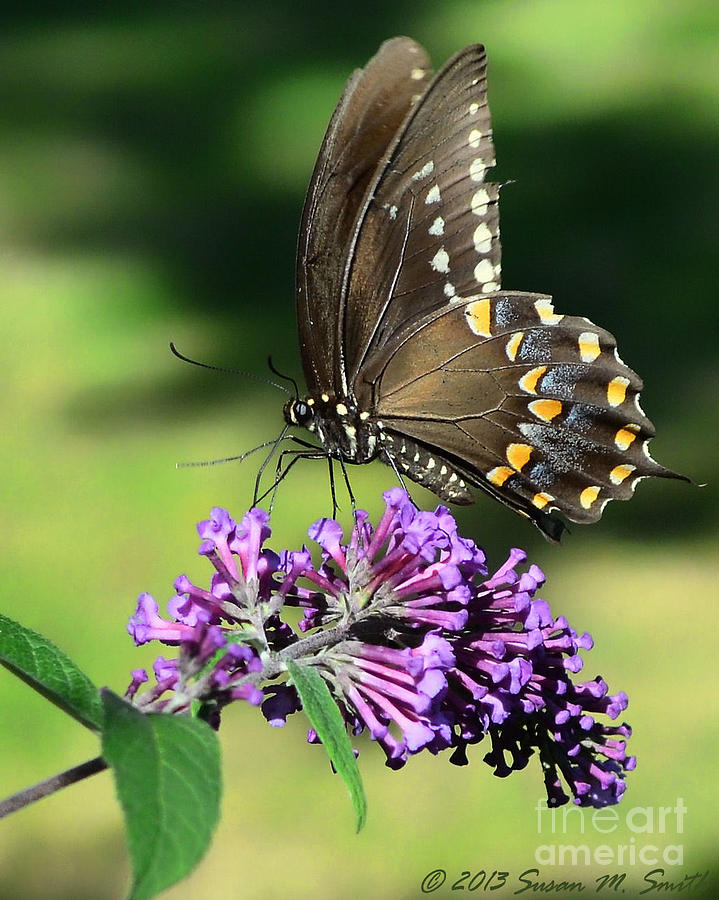 Butterfly Photograph - Spicebush Swallowtail by Susan Smith