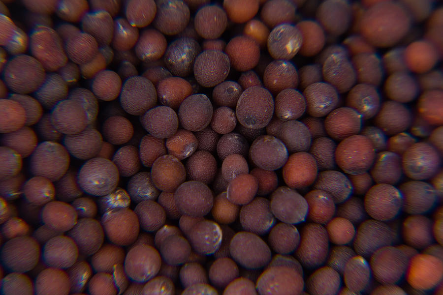 Brassica Juncea Photograph - Spicy close-ups Brown Mustard seeds by SAURAVphoto Online Store Brassica Juncea Photograph - Spicy close-ups Brown Mustard seeds by SAURAVphoto Online Store