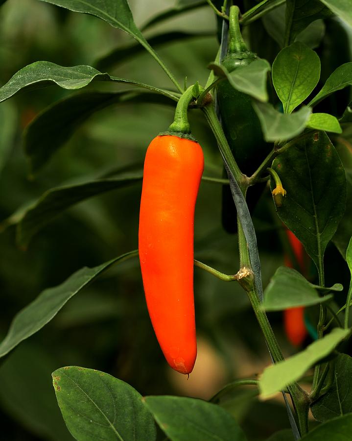 Spicy Delight Photograph by Ramabhadran Thirupattur