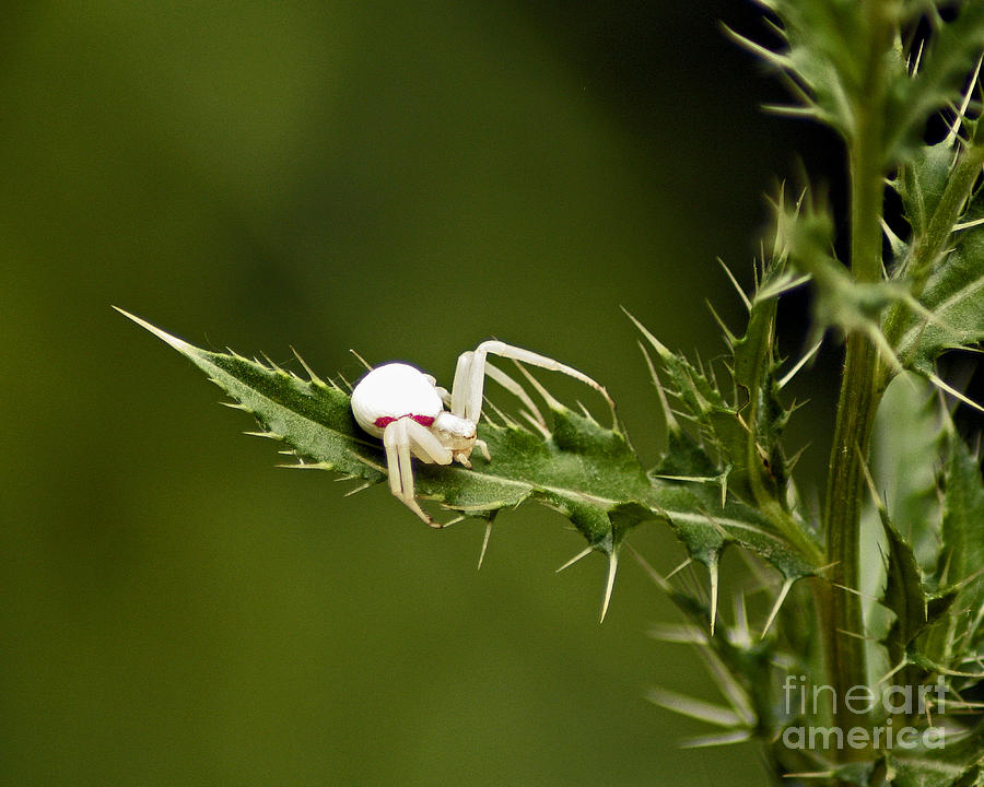 Spider Among Thistle Photograph by Chris Anderson