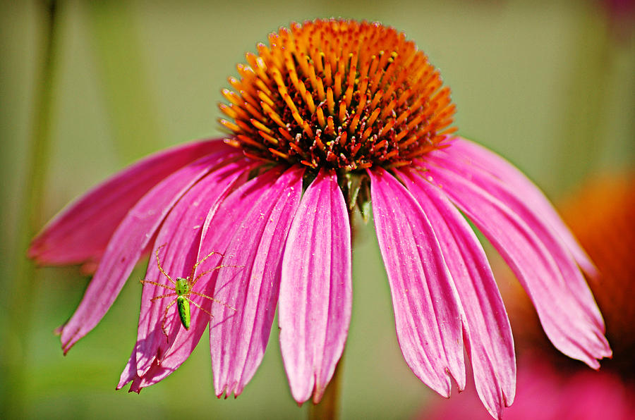 Spider and Coneflower  by Linda Brown