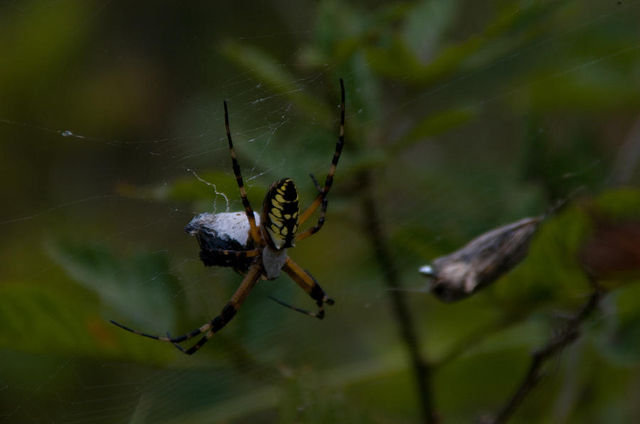 Spider and Dinner Photograph by Greg Graham