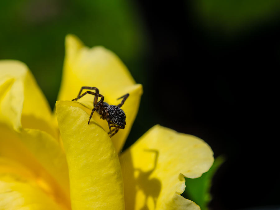 Spider Photograph - Spider and Her Shadow on Yellow Flower by Kaleidoscopik Photography