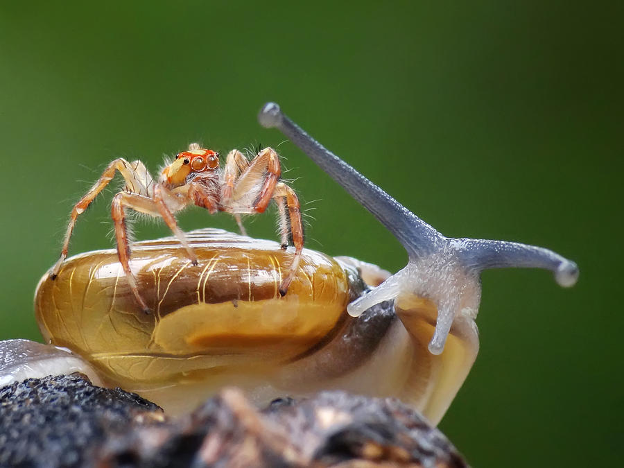 Image result for spider snail
