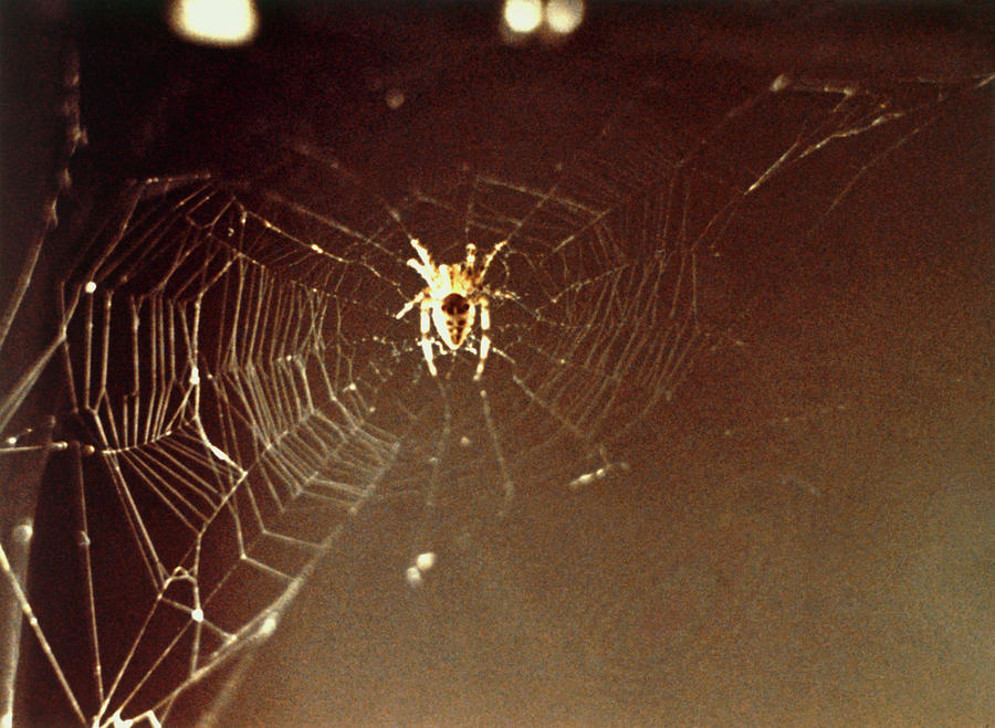 Spider And Web Woven In Zero Gravity Photograph by Nasa/science Photo ...