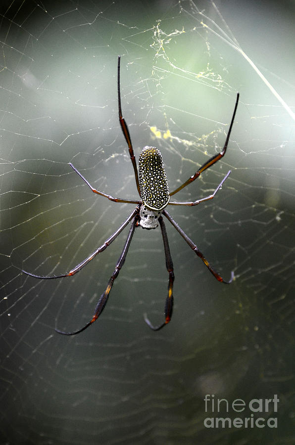 Spider Argentina Photograph by Bob Christopher