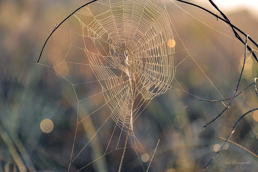 Spider at Sunrise Photograph by Kay Lovingood