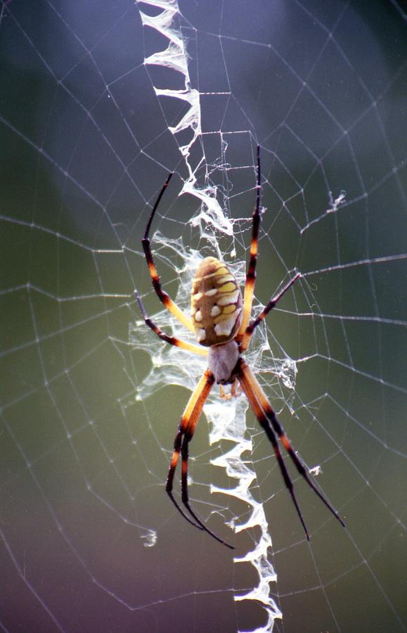 Spider - Black and Yellow Argiope 01 Photograph by Pamela Critchlow