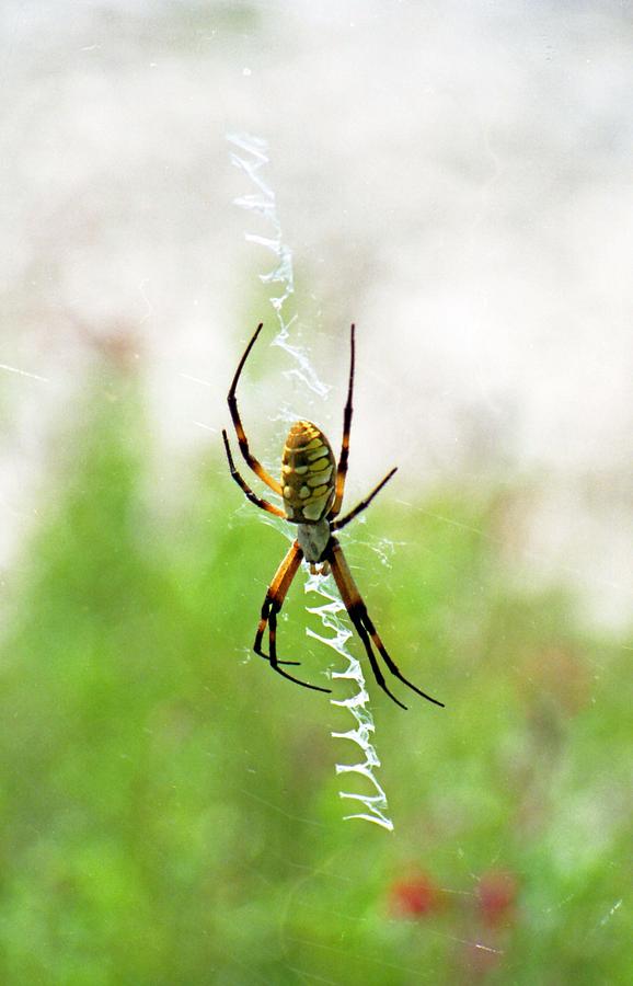 Spider - Black and Yellow Argiope 02 Photograph by Pamela Critchlow