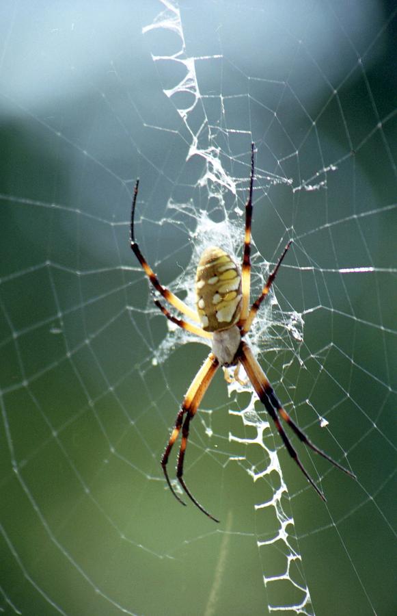 Spider - Black and Yellow Argiope 03 Photograph by Pamela Critchlow