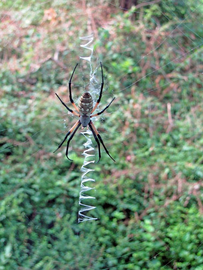 Spider - Black and Yellow Argiope 06 Photograph by Pamela Critchlow